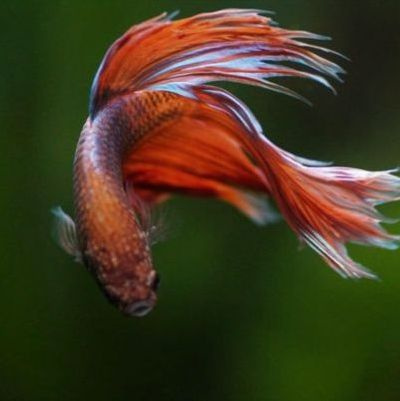 Expert angler