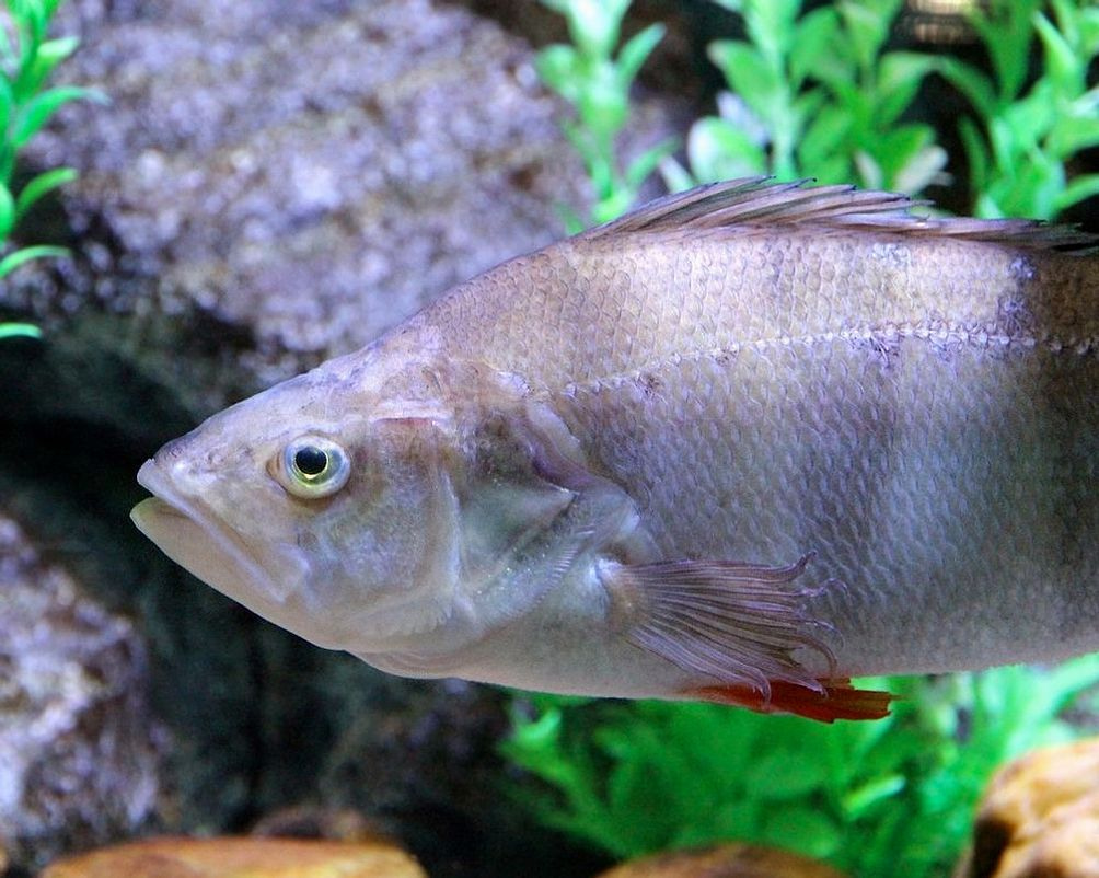Track your caught fish and seasons
